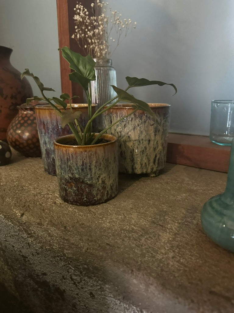 Potted Plant-tbd