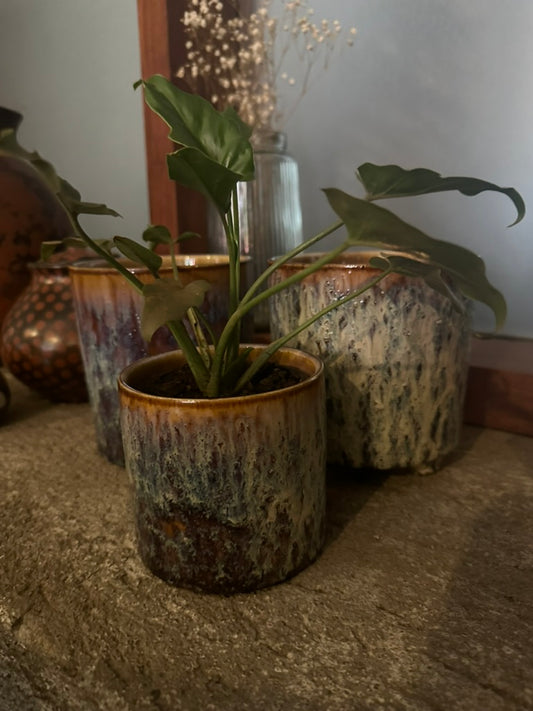Potted Plant-tbd