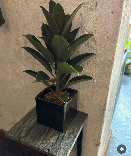 Potted Plant-tbd