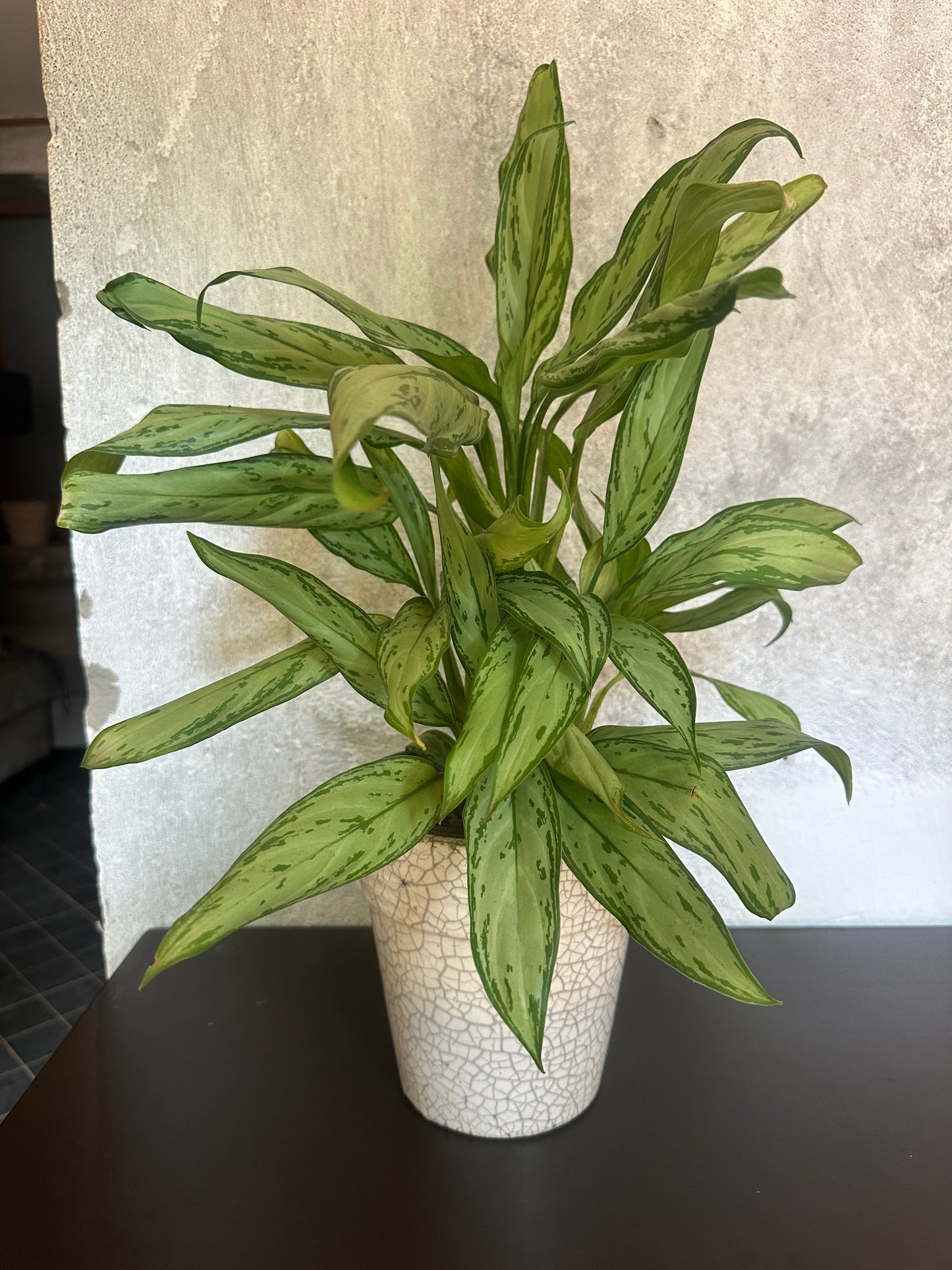 Potted Plant with White Pot