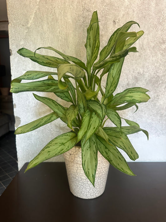 Potted Plant with White Pot